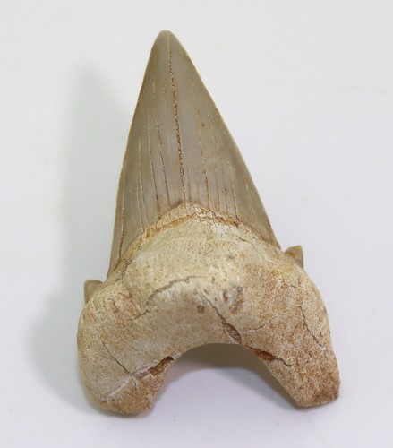 Dente squalo otodus - dente, di