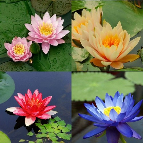 Nymphaea mix colori - in, di