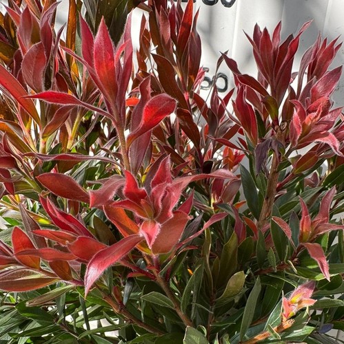 Pianta callistemon red rocket - callistemon,