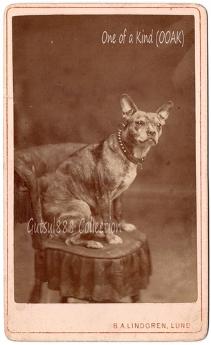 Ritratto cane antenato del - cane.,