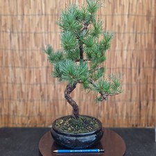 Bonsai di Pino Pentaphilla h