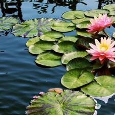 Hardy Mixed Colors Water Lily