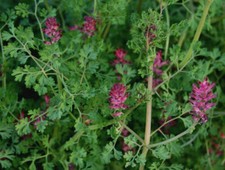 Fumitorio comune - Fumo di