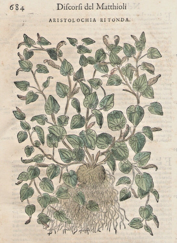 Aristolochia rotonda stampa - rotonda,