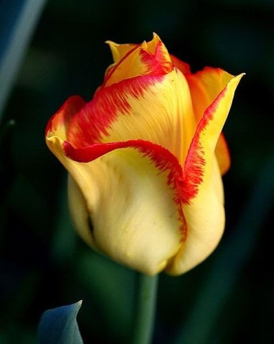 Tulipano importato olanda - tulipano,