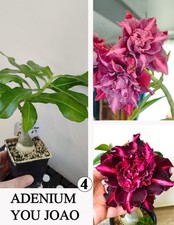 ADENIUM YOU JOAO N4 ROSA DI