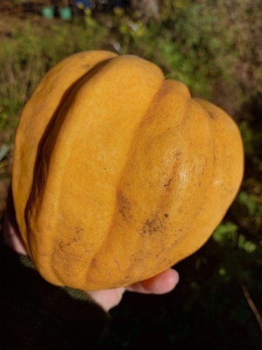 Zucca thelma sanders sweet - sanders,