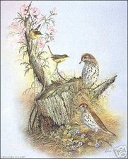 Woodland Songster 8x10 Paper