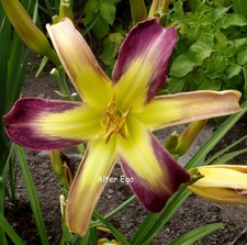 Taglilie, Hemerocallis " Alter