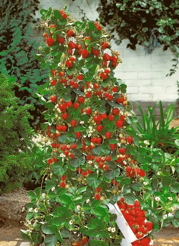 Fragola rampicante semi - fragola, 50