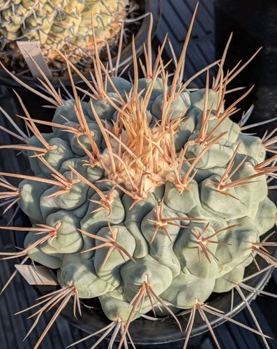 Thelocactus lophothele seeds - lophothele,