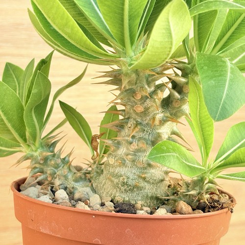 Pachypodium horombense pot - horombense,,