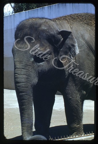Elephant zoo 35mm diapositiva - elephant,