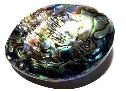 Abulon concha mare - di,