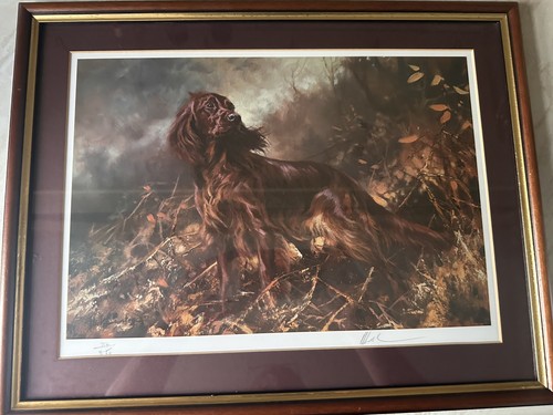 Mick cawston irish setter - mick,