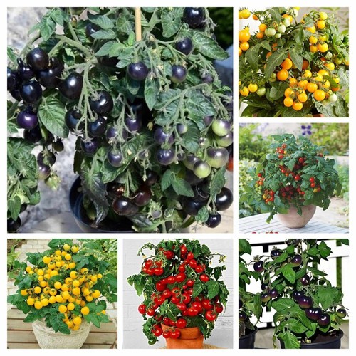 Pacchetto pomodoro nano - pacchetto,