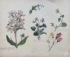 Fiori Violetta Saponaria Ranuncolo Anemone Petasite Anonimo Natura