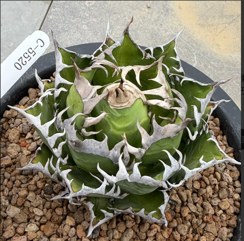 Rara pianta succulenta agave - succulenta,