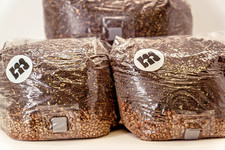 All-in-One substrato fungino sterile - grano biologico e CVG, porta vaccinale - coltivazione funghi 3 x 3 L