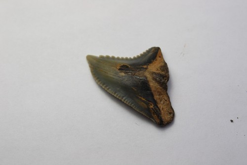 Fossile squalo tigre - fossile,