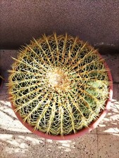 Echinocactus grusonii - echinocactus,