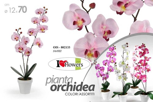 Pianta orchidea cm - orchidea,