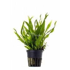 Microsorum pteropus Petit in