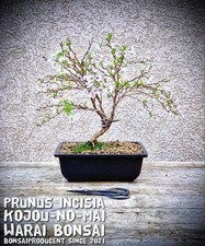 Prunus incisia kojou mai - incisia, "kojou-no-mai"