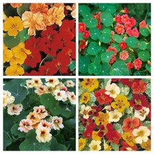 Nasturzio Confezione da 4