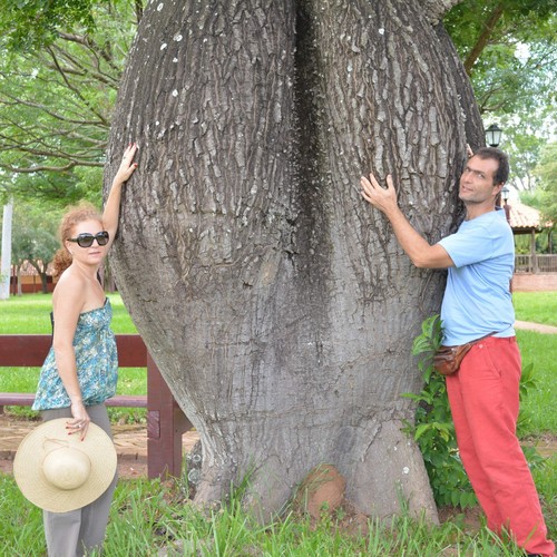 Chorisia speciosa albero - chorisia,