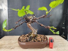 bonsai di fico  h 29 cm visita
