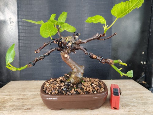 Bonsai fico 29 cm visita - bonsai, h