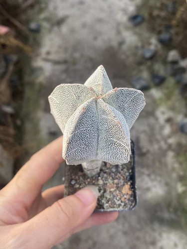 Rara pianta succulenta