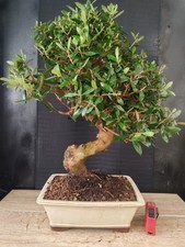 Bonsai olivo 56 cm visita - h,