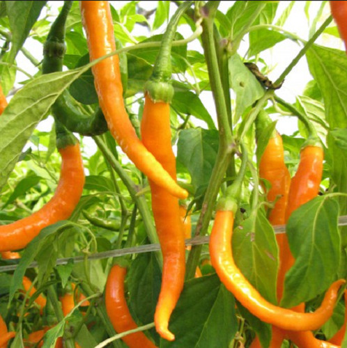 Semi peperoncino turuncu - peperoncino,