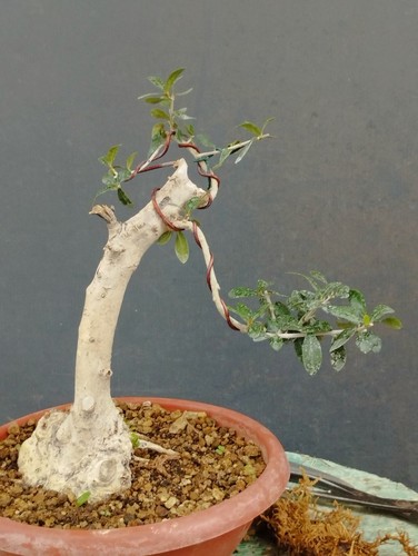 Bonsai olivastro robusta - bonsai,