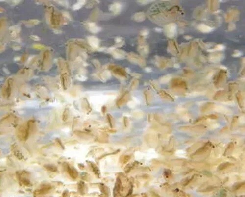 500ml daphnia - (pulex, /
