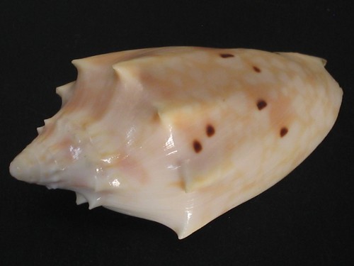 Wow form cymbiolacca - wow,