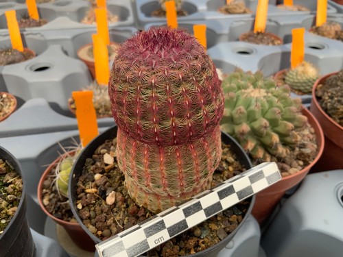 019 echinocereus pectinatus - echinocereus,