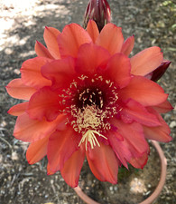 Cereus hybrid cactus - t.cereus,