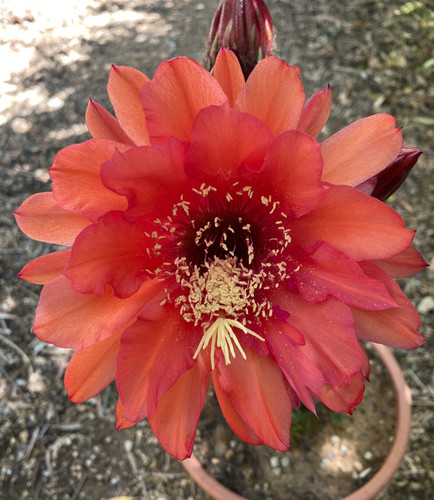 Cereus hybrid cactus - hybrid,