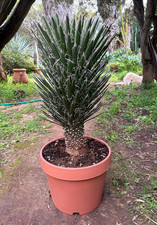 YUCCA FILIFERA - PIANTA DA