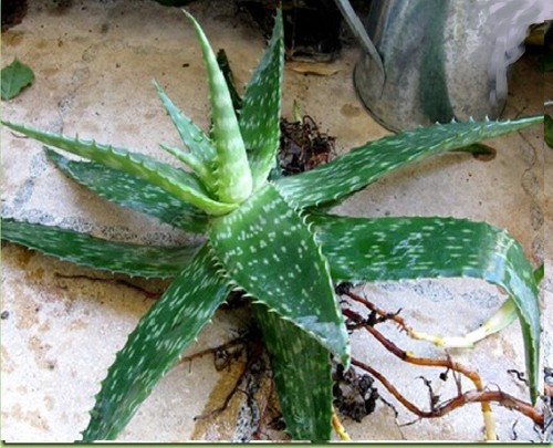 Aloe vera saponaria varietà -  aloe,