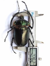 D98227-insetti, Euchirinae