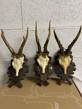 3 TROFEO CACCIA VERE CORNA DI CAPRIOLO SU SCUDO IN Legno Cesellato