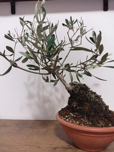 Bonsai olivo