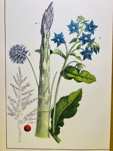 Antico poster asparagi verdure - poster,