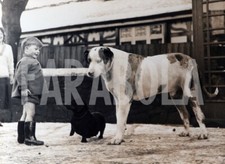 Foto vintage Animali, Cani