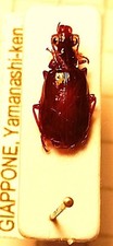 Carabidae, LEBIINAE, Parena (Bothynoptera) dorsigera ?,  A JAPAN Yamanashi-ken