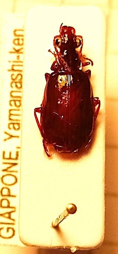 Carabidae lebiinae parena - carabidae,,